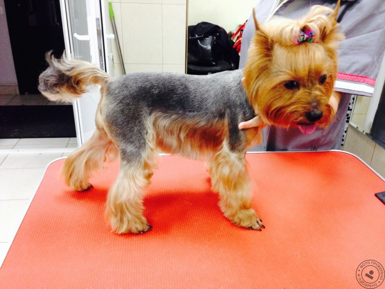 Беби фейс Йоркширский терьер стрижка