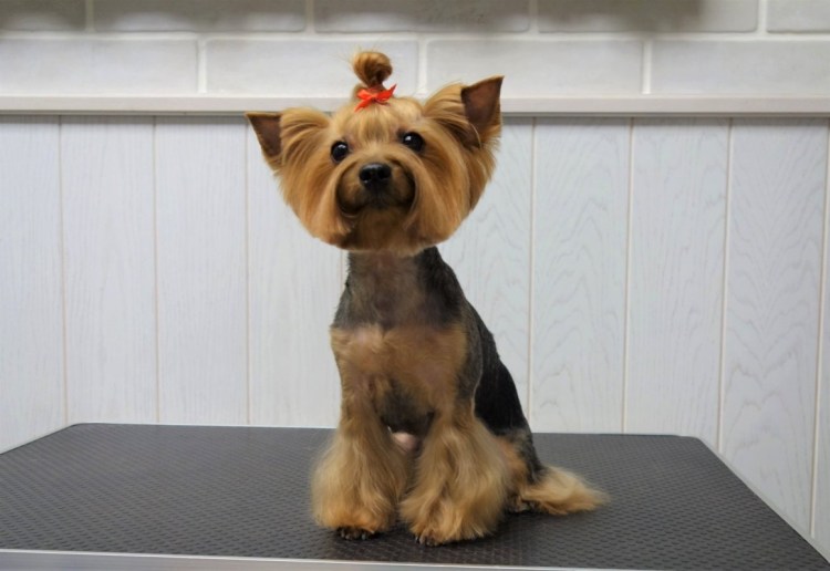 Йоркширский терьер корейская стрижка