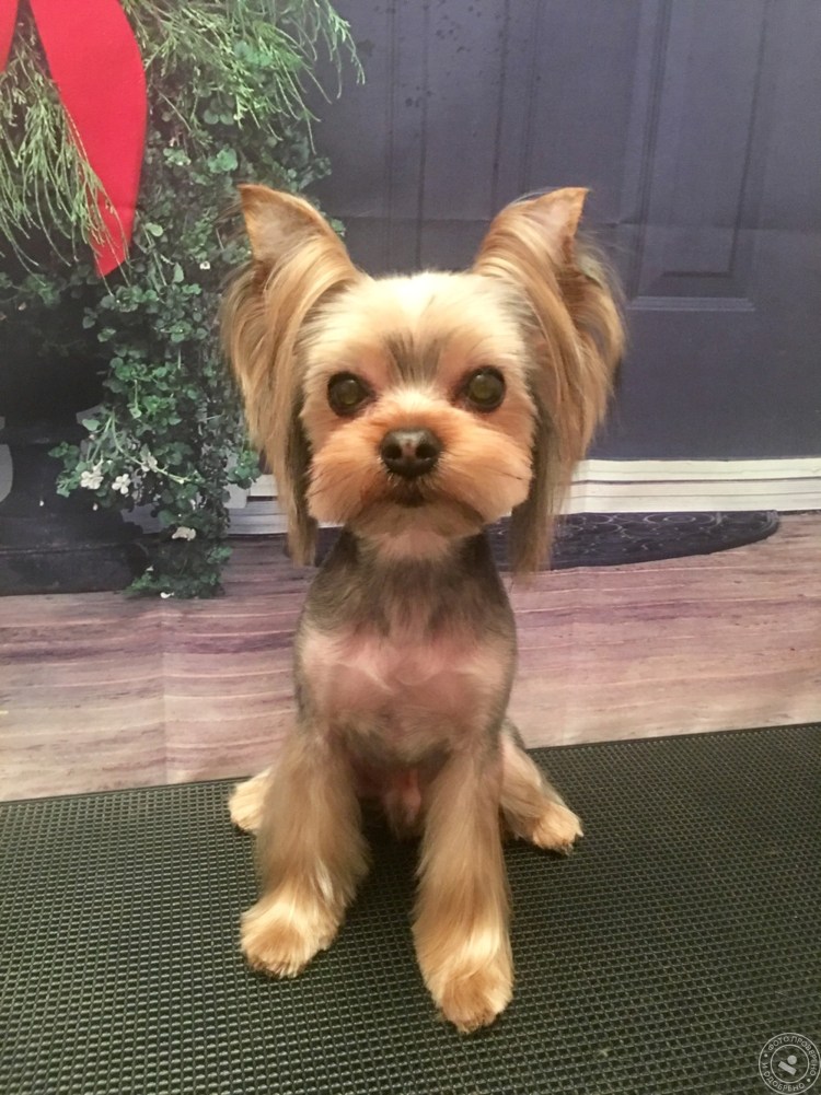 Стрижка Бивер Йорка в азиатской стиле