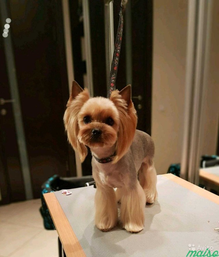 Азиатская стрижка Йорка девочки