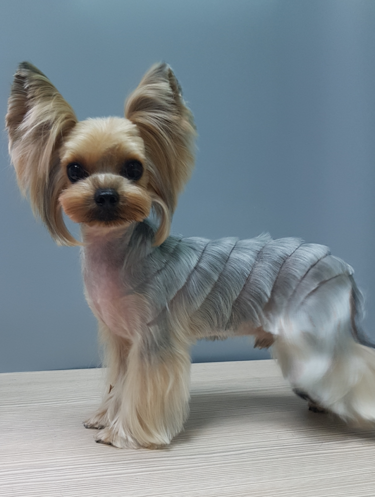 Йоркширский терьер азиатский стиль