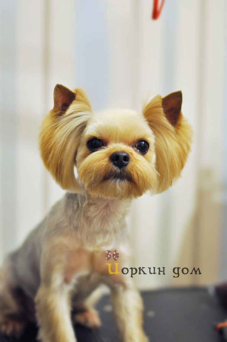 Стрижки Yorkshire Terrier