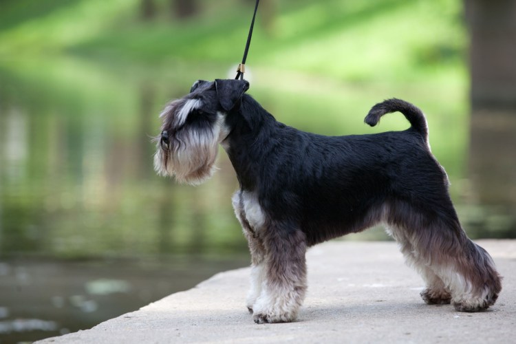 Цвингер шнауцер