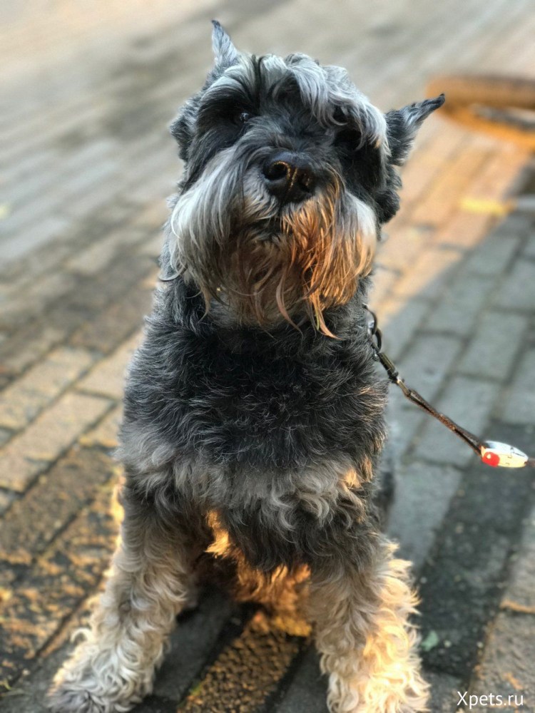 Миниатюрный шнауцер, Цвергшнауцер