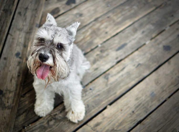 Штубер шнауцер