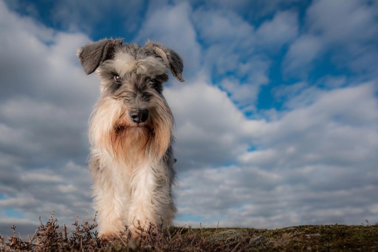 Ризер шнауцер цверг