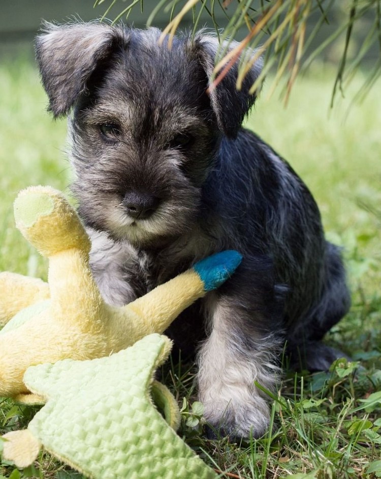 Цвингер шнауцер