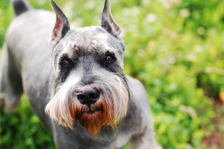 Порода собак Цвергшнауцер