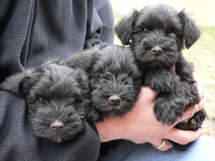 Цвингер шнауцер