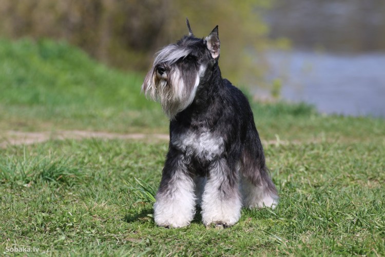 Бородатая собака порода шнауцер