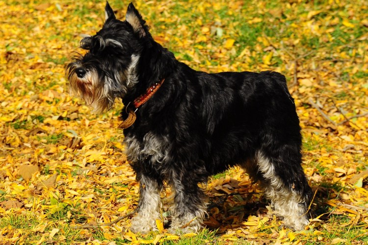 Малый шнауцер