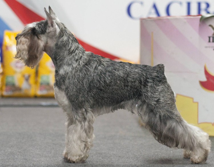 Порода собак Цвергшнауцер