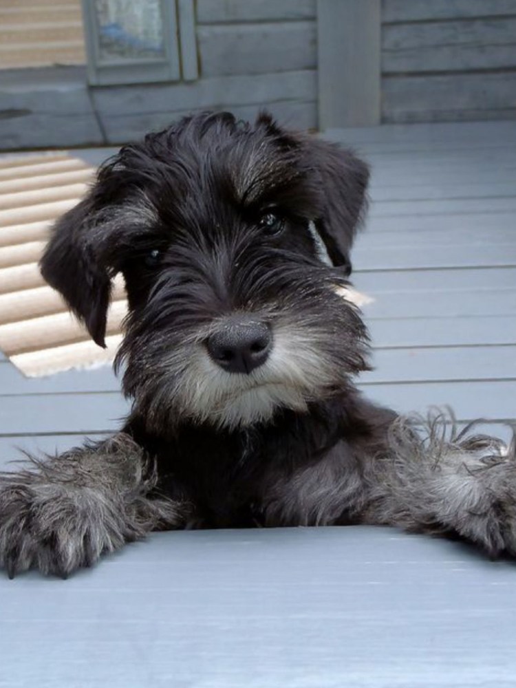 Мандезунский Штубер шнауцер