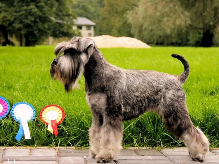 Цвергшнауцер белый