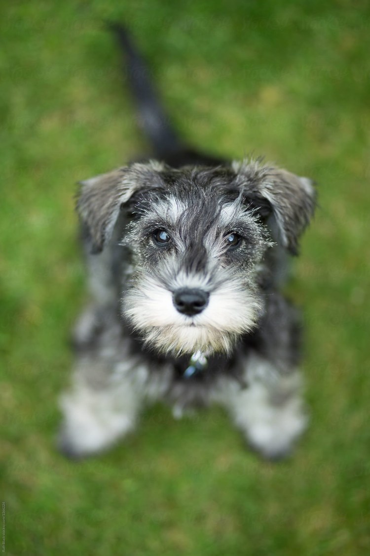 Цвергшнауцер шоколадный