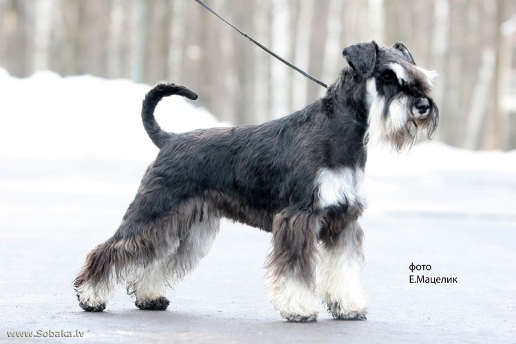 Порода собак Цвергшнауцер