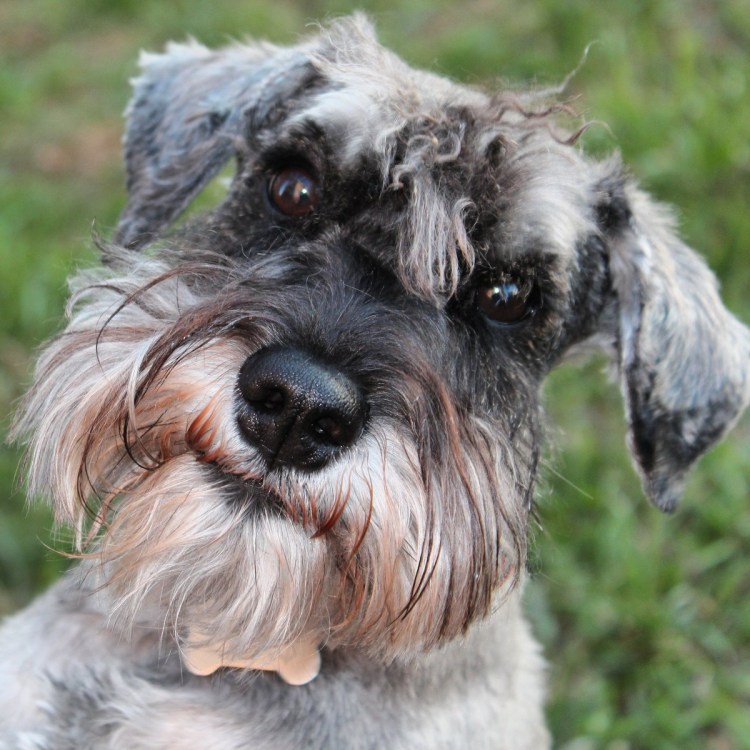 Цвейг шнауцер порода собак