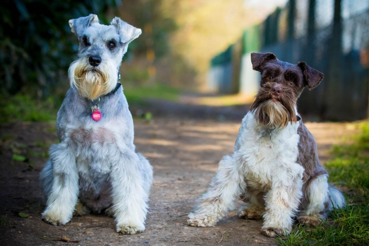 Порода собак Цвергшнауцер