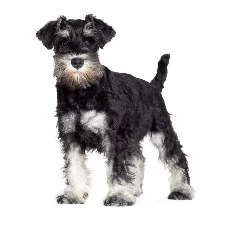 Порода собак Цвергшнауцер