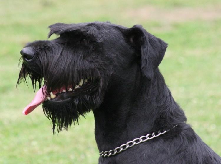 Цвергшнауцер Женевьева