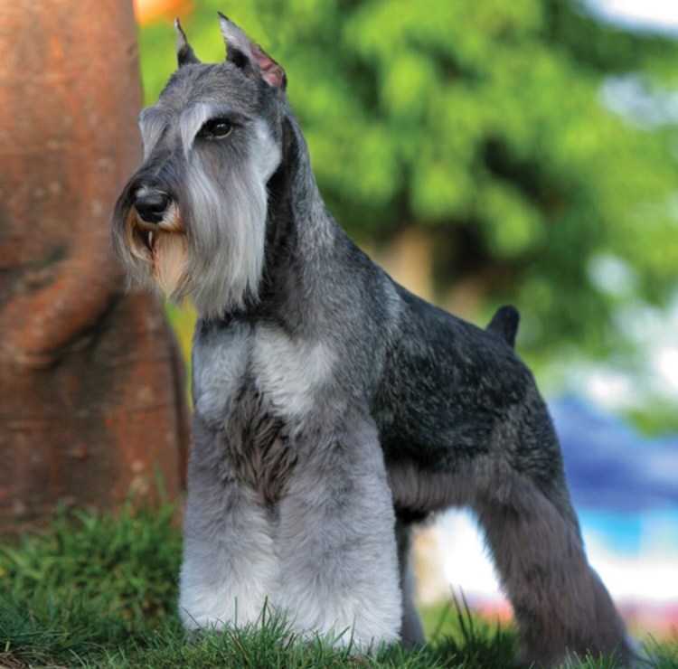 Цвергшнауцер белый