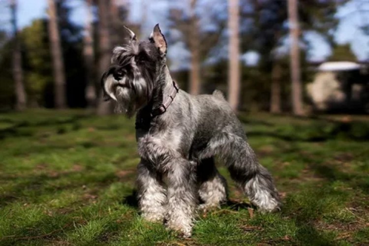 Цвергшнауцер щенки