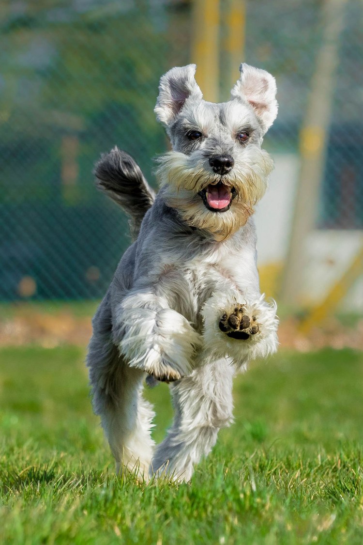 Шнауцер Миттельшнауцер