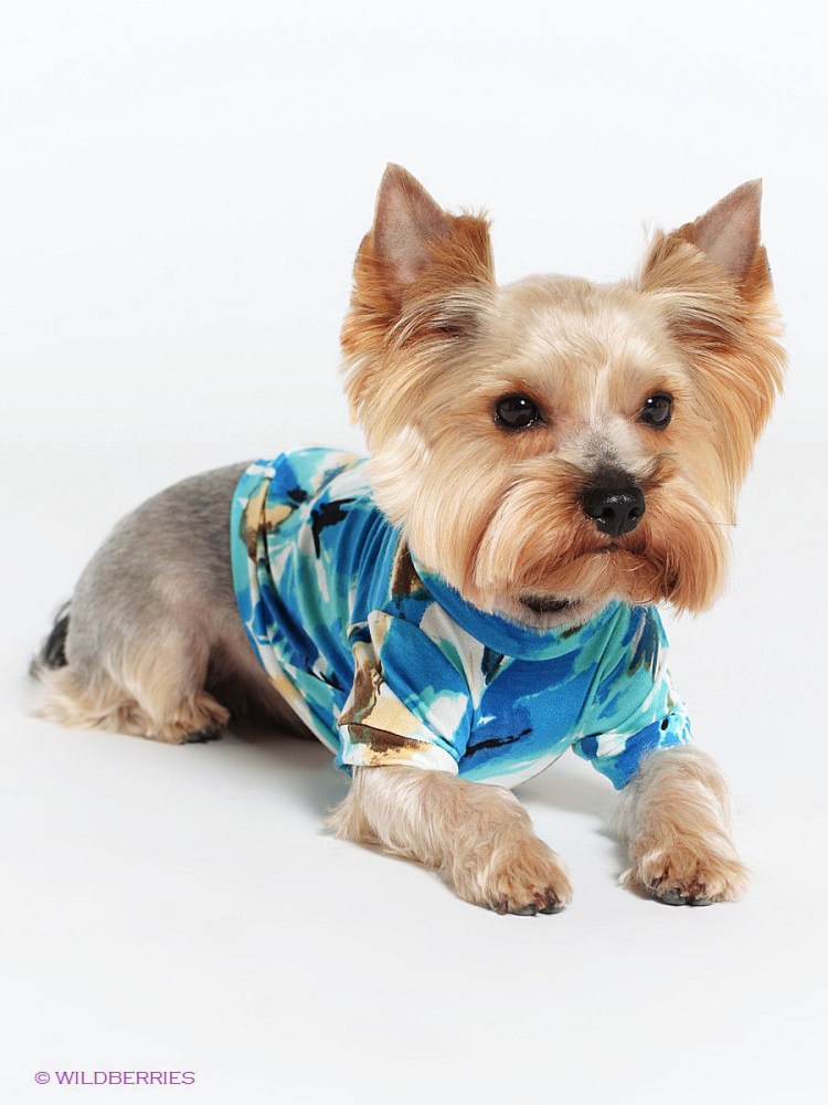 Вязаная одежда для собак