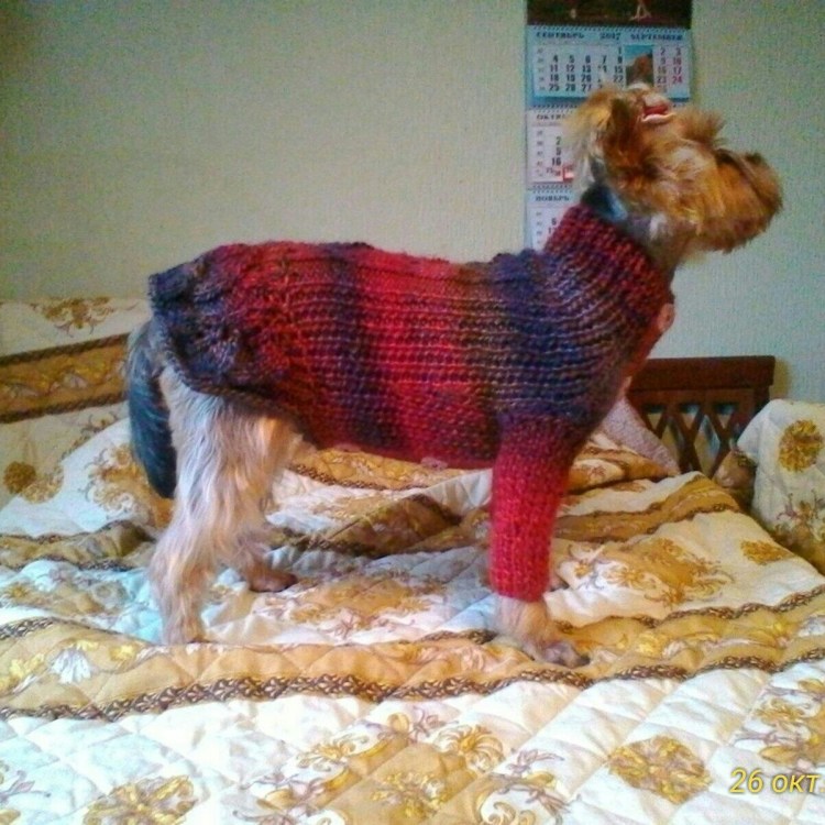 Вязаная одежда для собачек