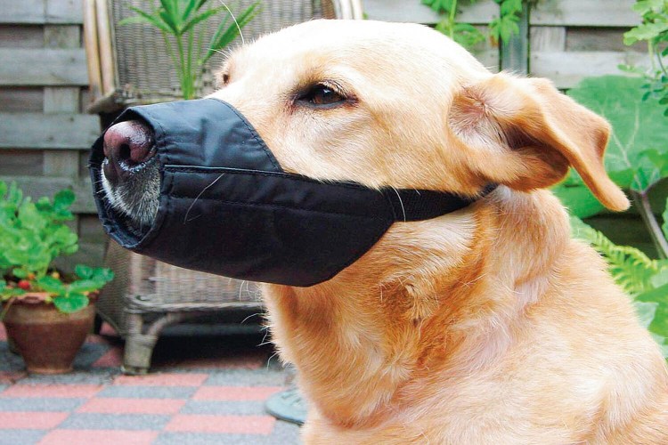 Намордник пласт.№2 Триол