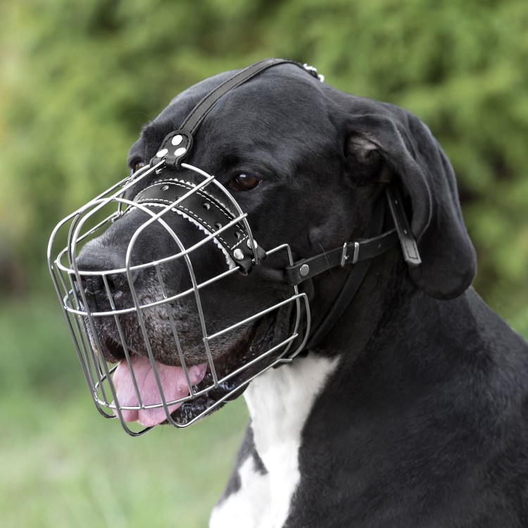 Намордник для кокер спаниеля
