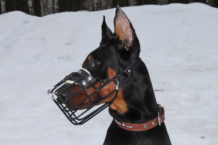 Намордник Гаппай для добермана