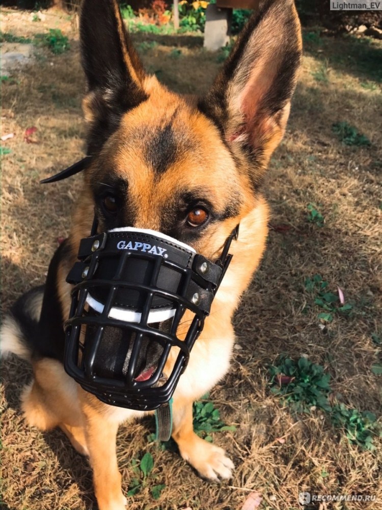 Намордник Гаппай для добермана