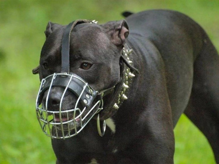 Ударный намордник Attack Training