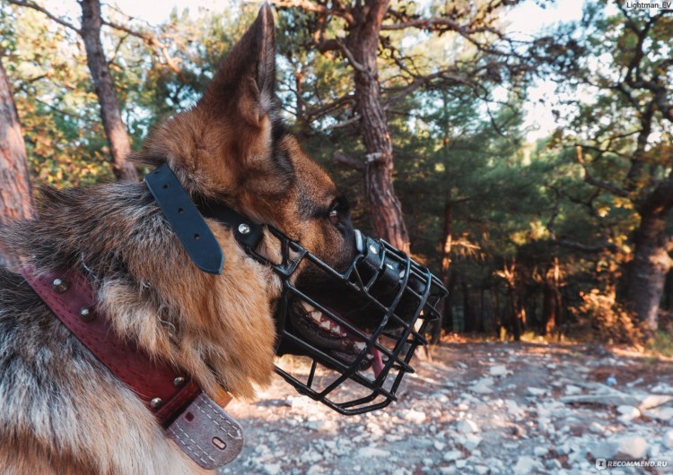 Намордник Gappay Доберман