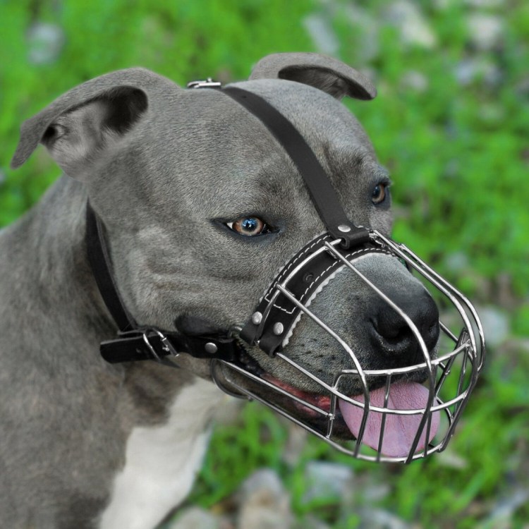 Намордник fordogtrainers