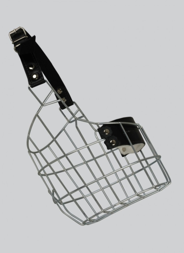 Намордник для золотистого ретривера