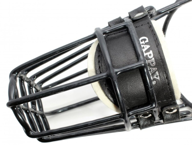 Доберман в наморднике и в шипах