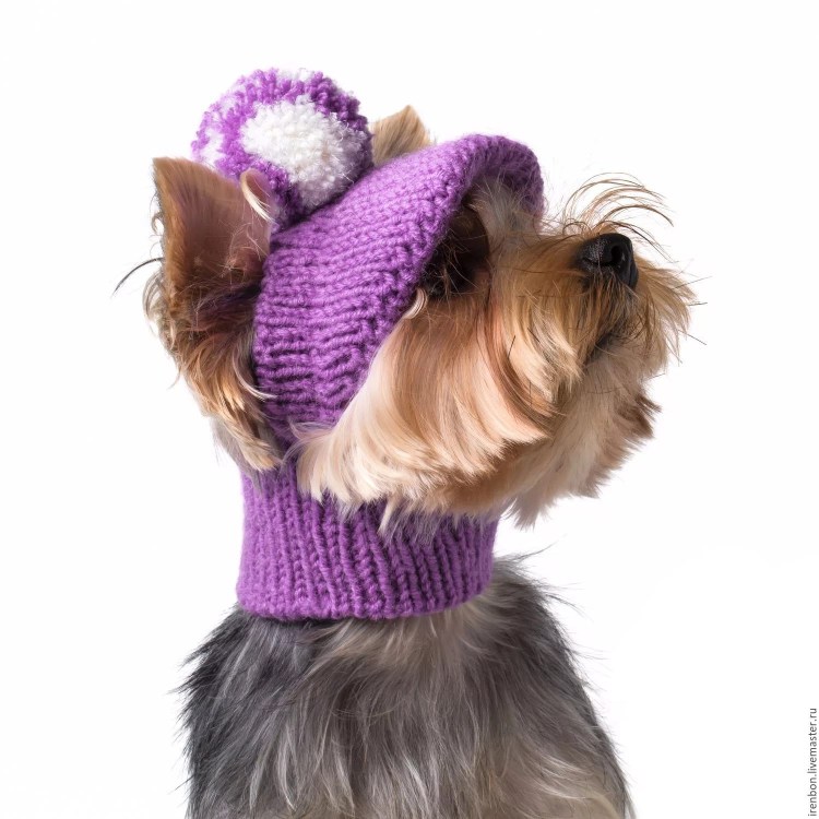 Вязаная шапка для собаки