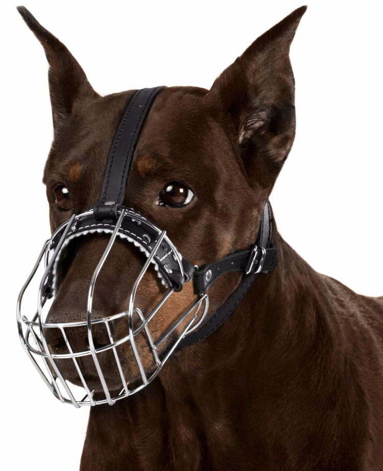 Намордник для бордер колли