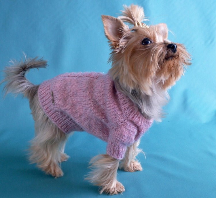 Вязаная одежда для йоркширских терьеров