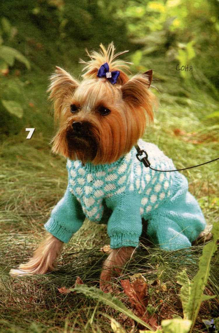 Вязаная одежда для йорков