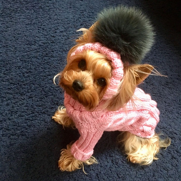 Вязаная одежда для собачек