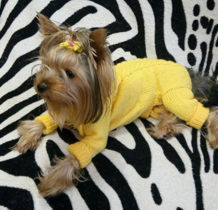 Вязаные комбинезоны для собак йорков