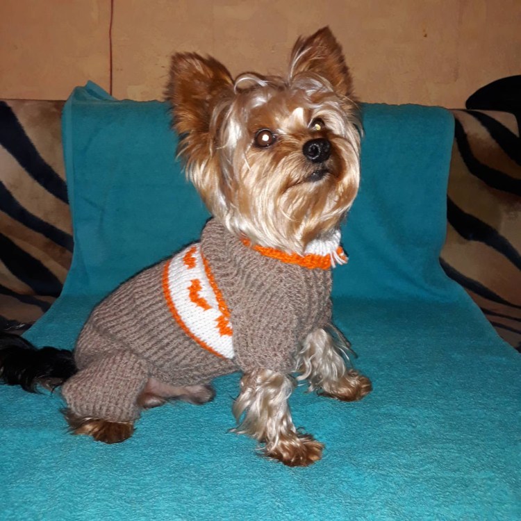 Свитер для Йорка