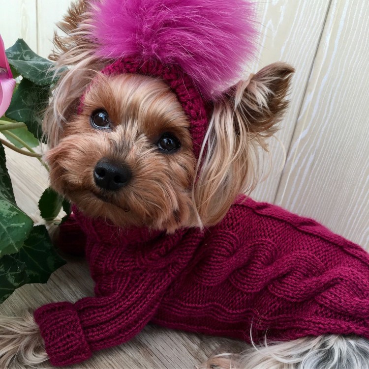 Вязаный костюм для собаки
