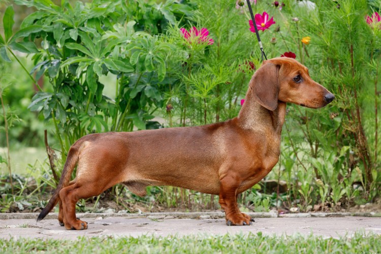 Родители таксы