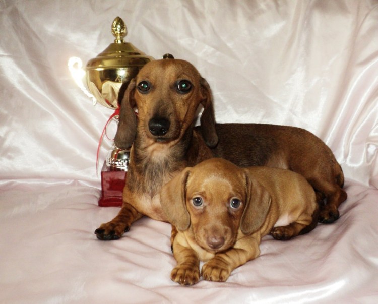 Карликовая такса стандарт породы