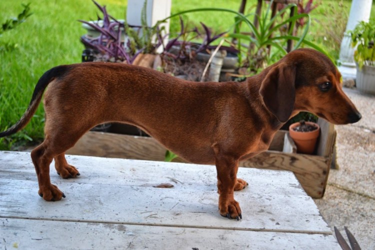 Королевская карликовая такса