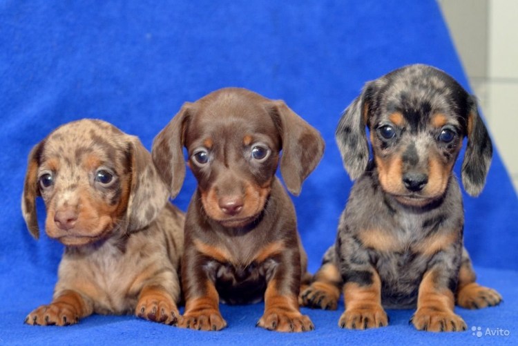 Карликовая такса 1.5 месяца